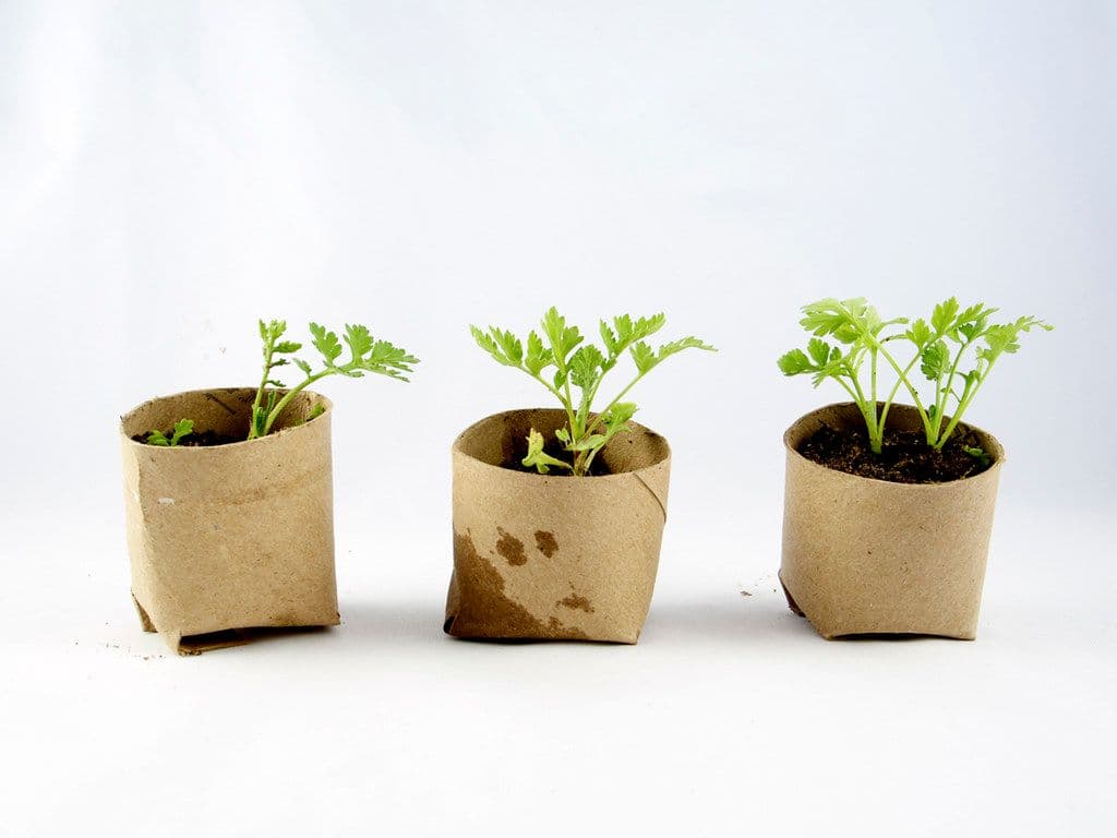 Free plant cuttings β curry leaf + tulsi